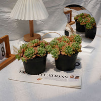 5'' Echeveria Frost, Rare Live Succulent Plants