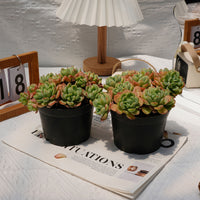 5'' Echeveria Frost, Rare Live Succulent Plants