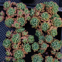 5'' Echeveria Frost, Rare Live Succulent Plants