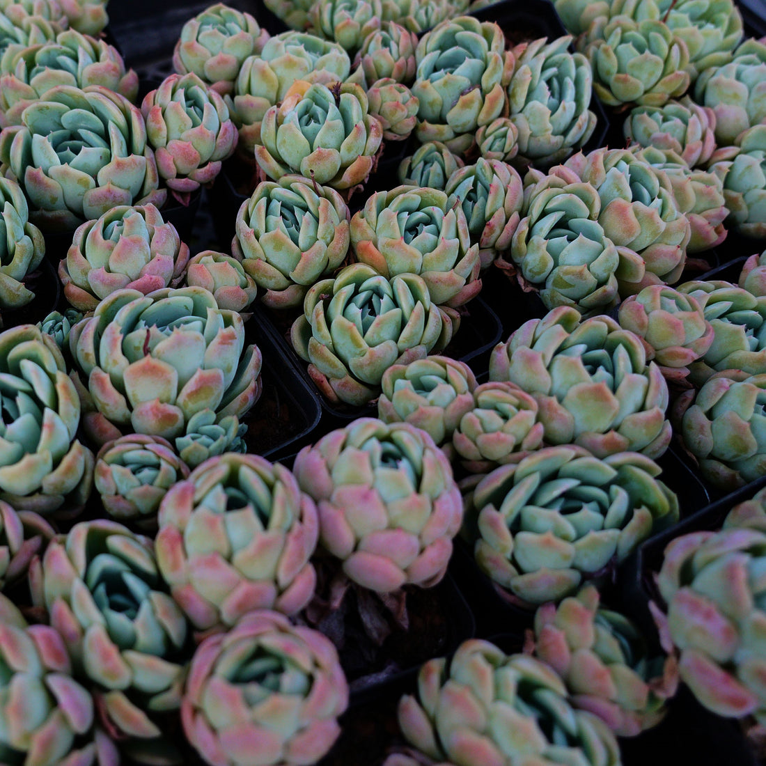 3'' Echeveria Elegans Berry, Rare Live Succulent Plants