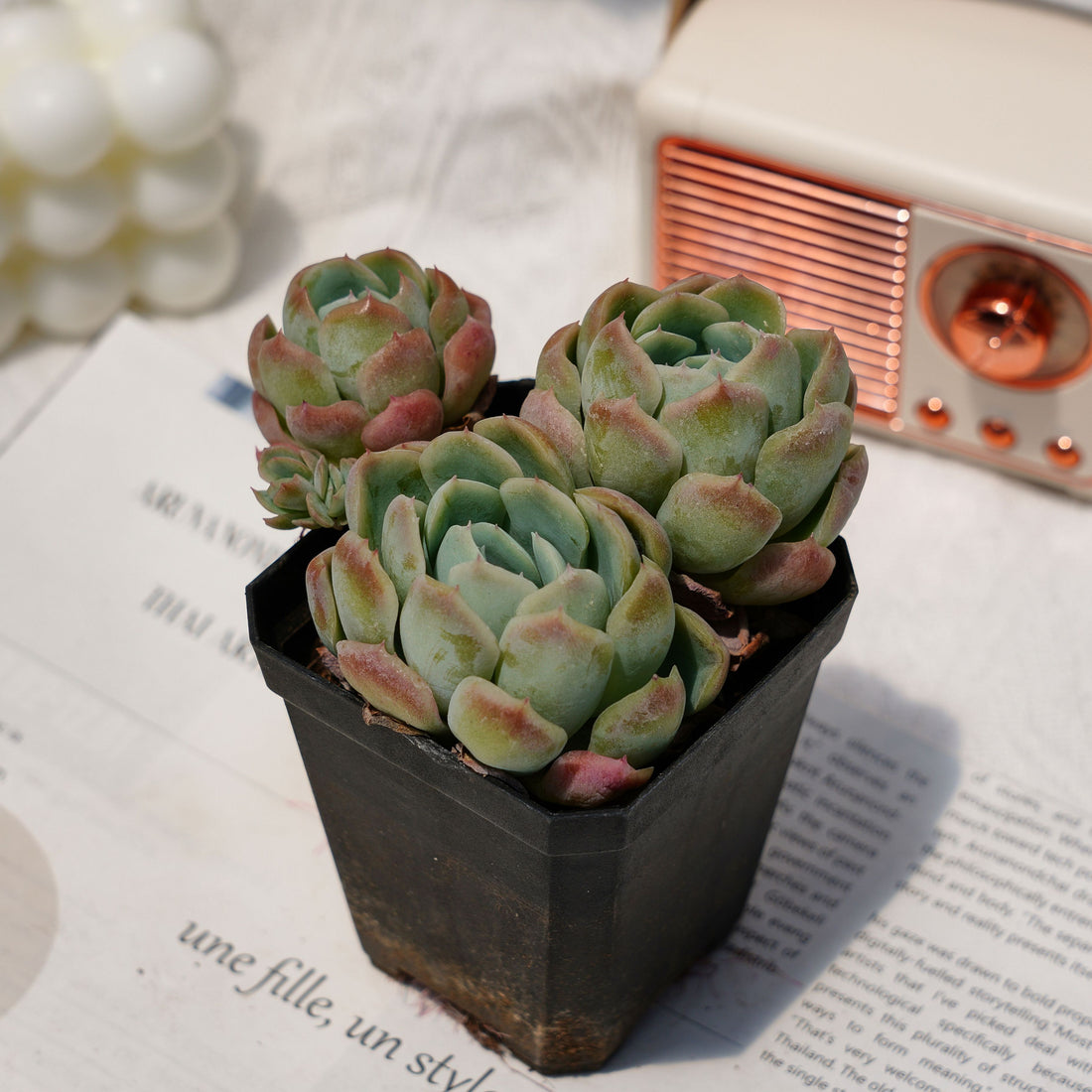 3'' Echeveria Elegans Berry, Rare Live Succulent Plants