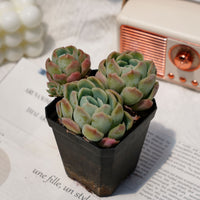 3'' Echeveria Elegans Berry, Rare Live Succulent Plants