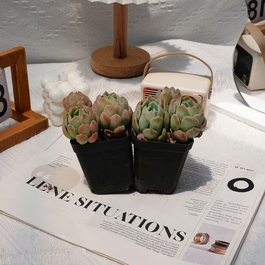3'' Echeveria Elegans Berry, Rare Live Succulent Plants