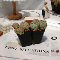 3'' Echeveria Elegans Berry, Rare Live Succulent Plants