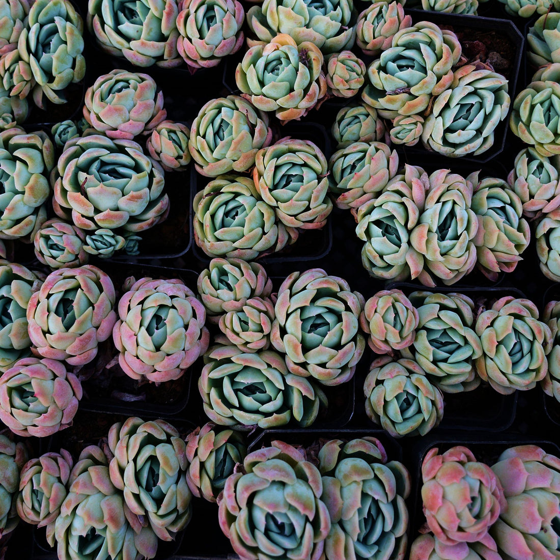 3'' Echeveria Elegans Berry, Rare Live Succulent Plants
