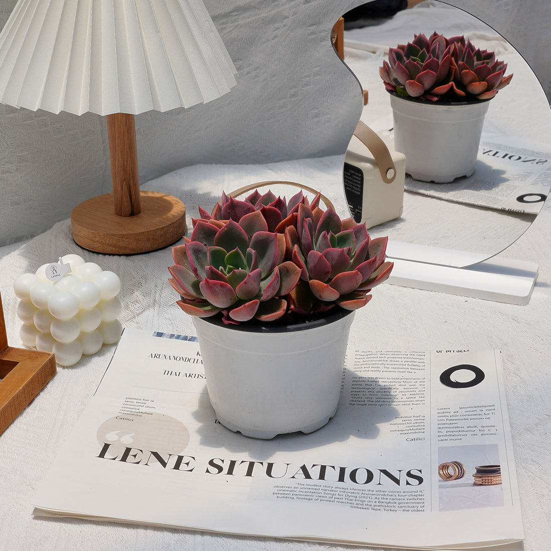 5'' Echeveria Little Fairy, Rare Live Succulent Plants