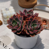 5'' Echeveria Little Fairy, Rare Live Succulent Plants