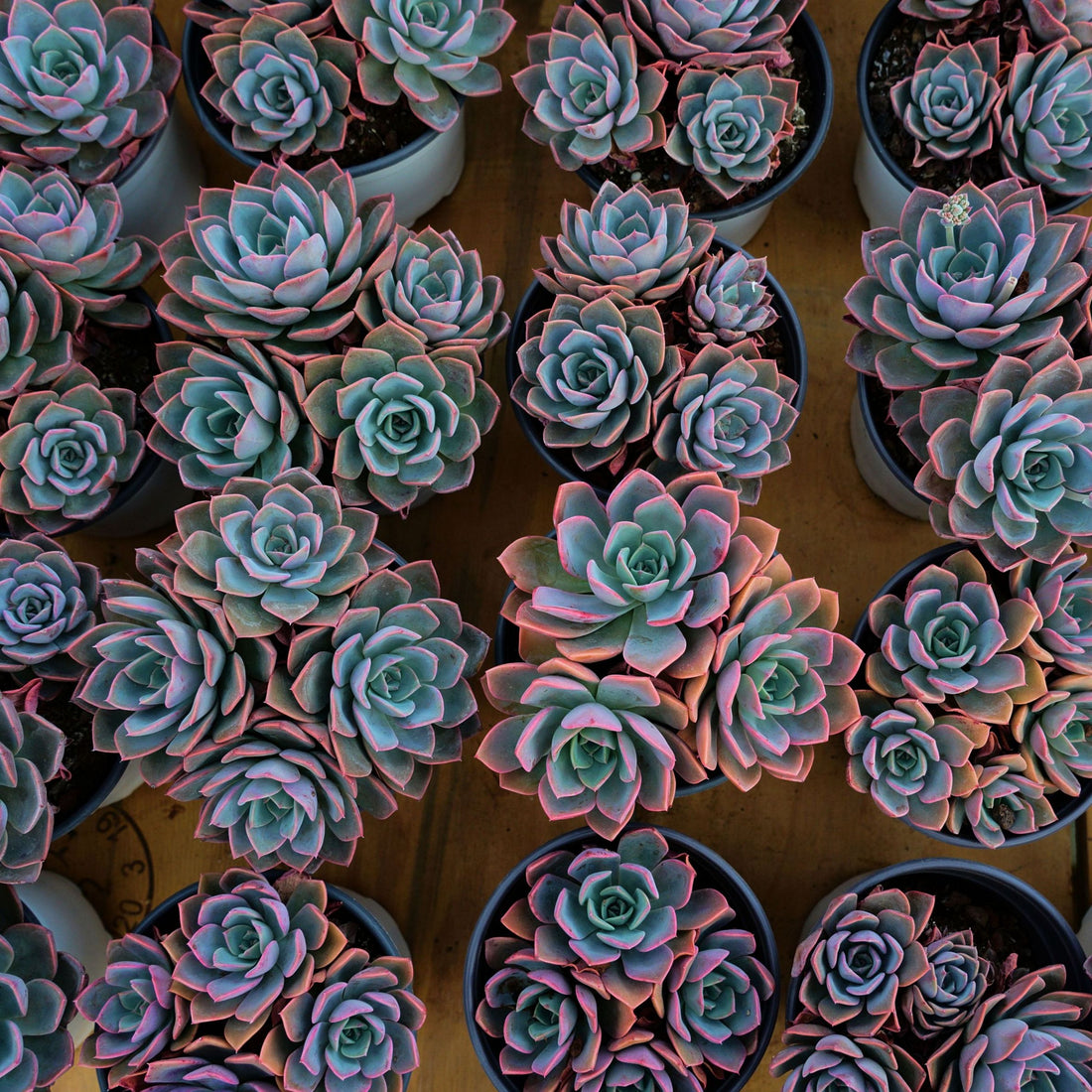 5'' Echeveria Little Fairy, Rare Live Succulent Plants