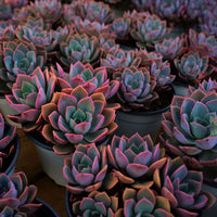 5'' Echeveria Little Fairy, Rare Live Succulent Plants