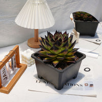5'' Echeveri Agavoides Ebony, Rare Live Succulent Plants