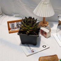 5'' Echeveri Agavoides Ebony, Rare Live Succulent Plants