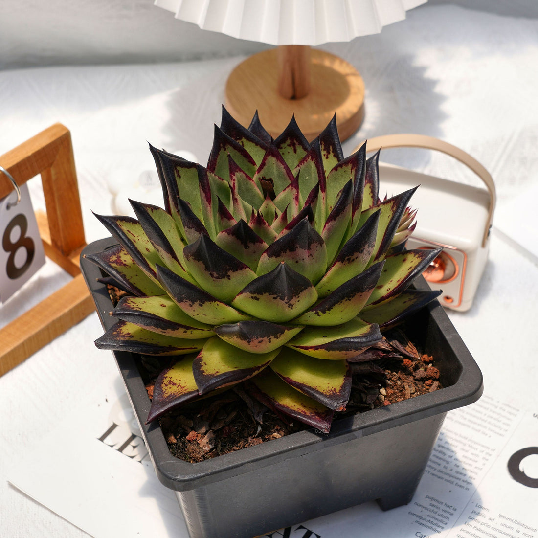 5'' Echeveri Agavoides Ebony, Rare Live Succulent Plants