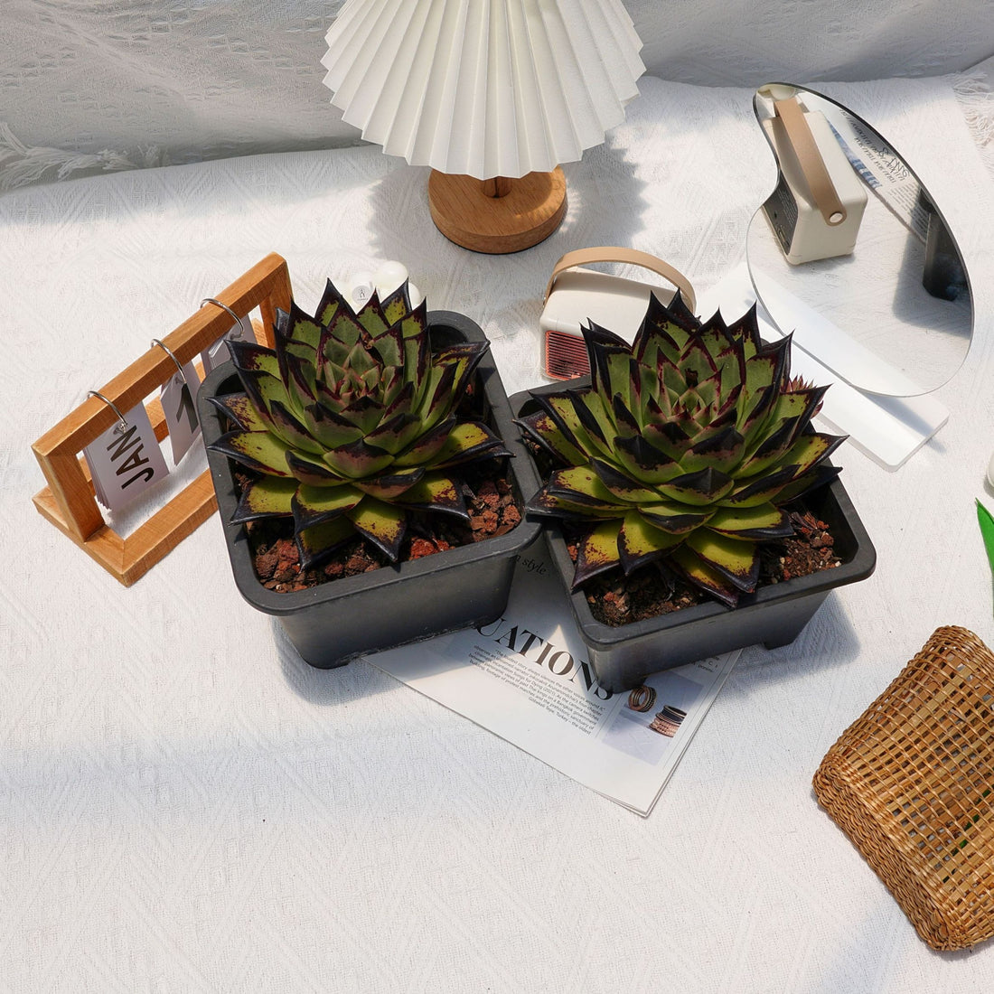 5'' Echeveri Agavoides Ebony, Rare Live Succulent Plants