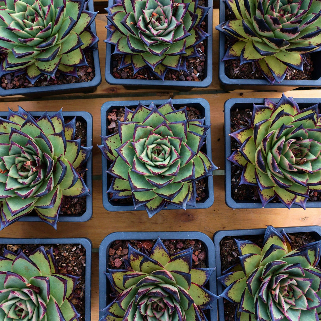 5'' Echeveri Agavoides Ebony, Rare Live Succulent Plants