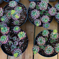 5'' Echeveria Blue Apple, Rare Live Succulent Plants