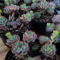 5'' Echeveria Blue Apple, Rare Live Succulent Plants