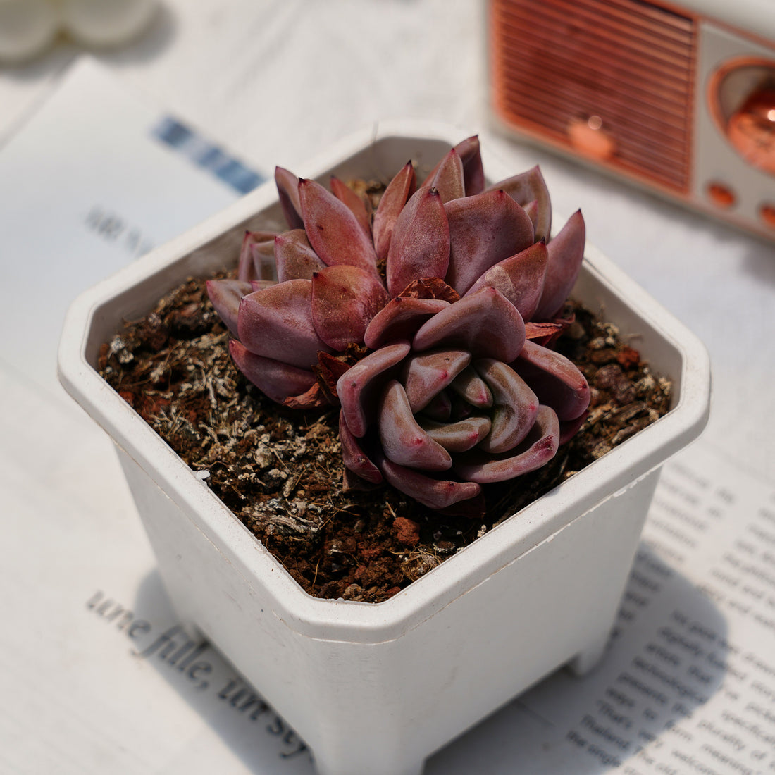 3'' Echeveria Purple Champagne, Rare Live Succulent Plants