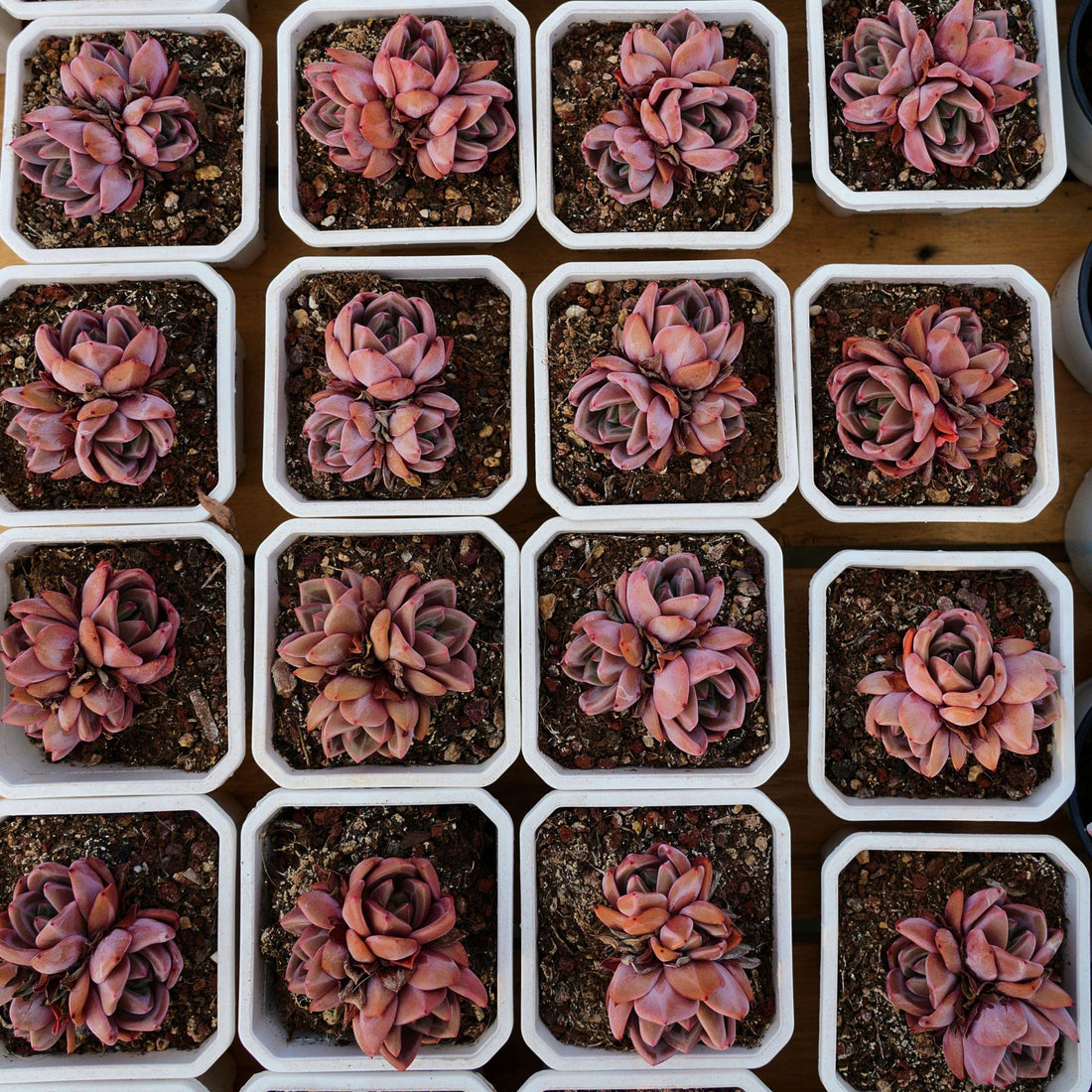 3'' Echeveria Purple Champagne, Rare Live Succulent Plants