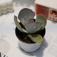 4'' Cotyledon Orbiculata Hakubi, Rare Live Succulent Plants