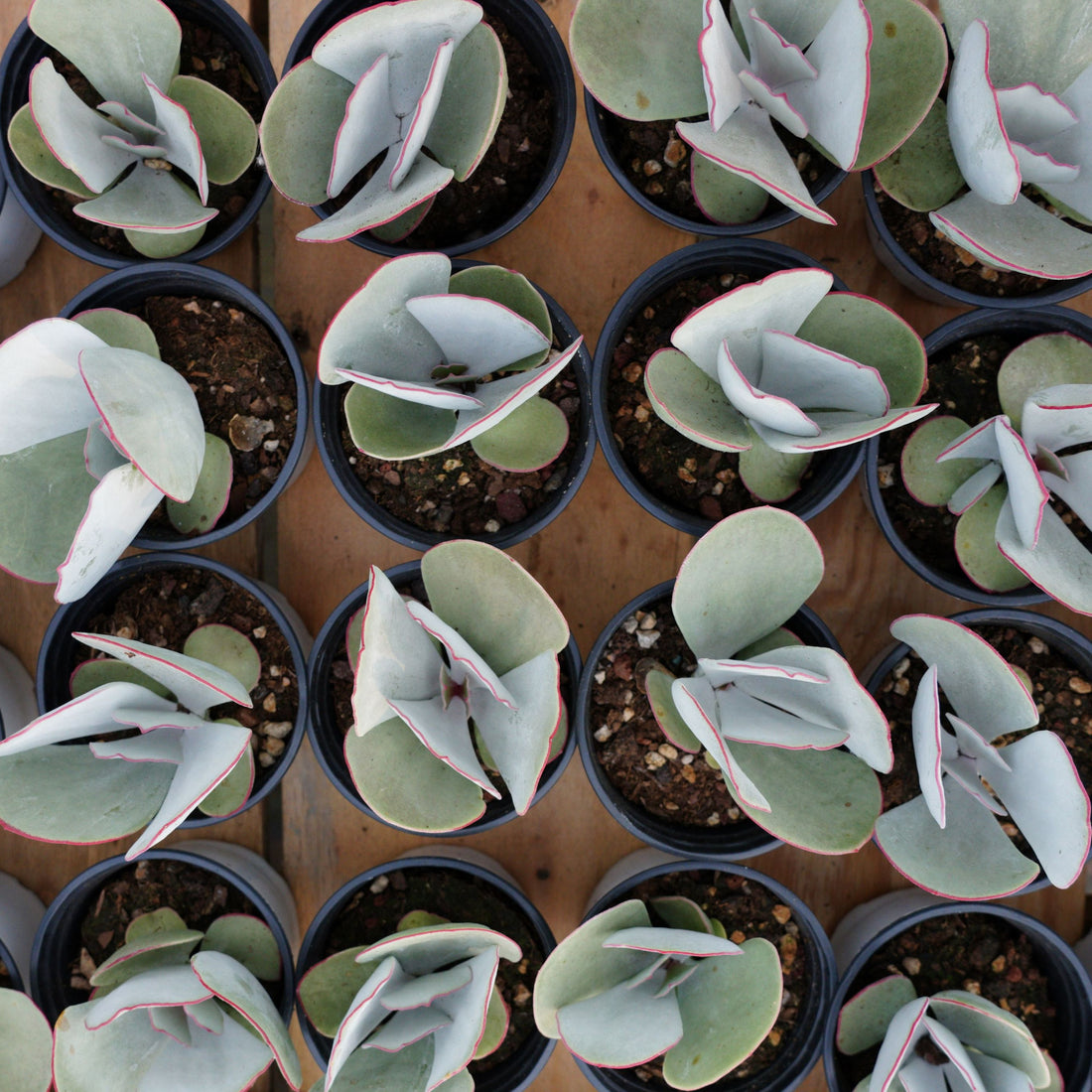 4'' Cotyledon Orbiculata Hakubi, Rare Live Succulent Plants