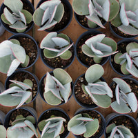 4'' Cotyledon Orbiculata Hakubi, Rare Live Succulent Plants