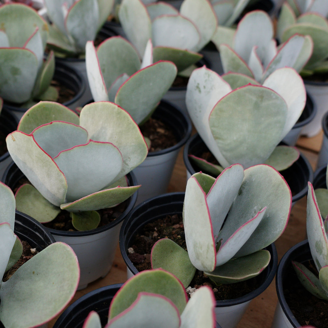 4'' Cotyledon Orbiculata Hakubi, Rare Live Succulent Plants