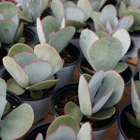 4'' Cotyledon Orbiculata Hakubi, Rare Live Succulent Plants