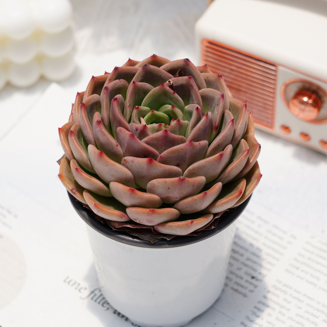 4'' Echeveria Bluebird Champagne, Rare Live Succulent Plants