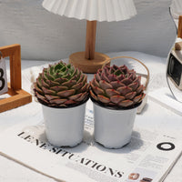 4'' Echeveria Bluebird Champagne, Rare Live Succulent Plants