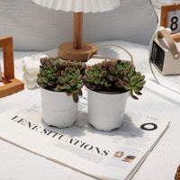 4'' Echeveria Chanel, Rare Live Succulent Plants