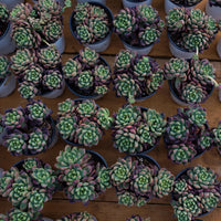 4'' Echeveria Chanel, Rare Live Succulent Plants