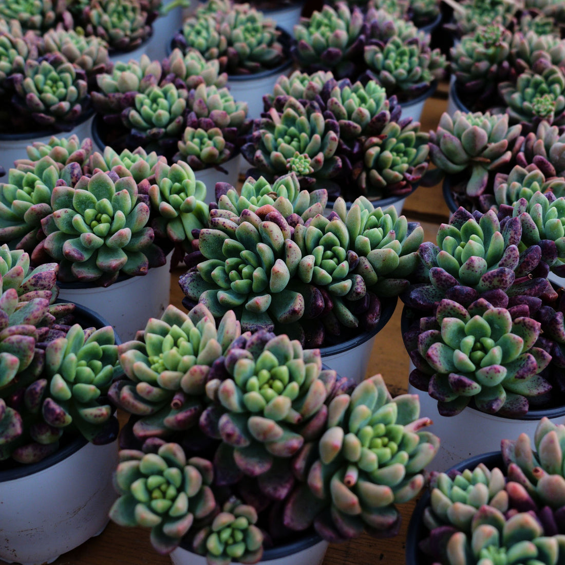 4'' Echeveria Chanel, Rare Live Succulent Plants