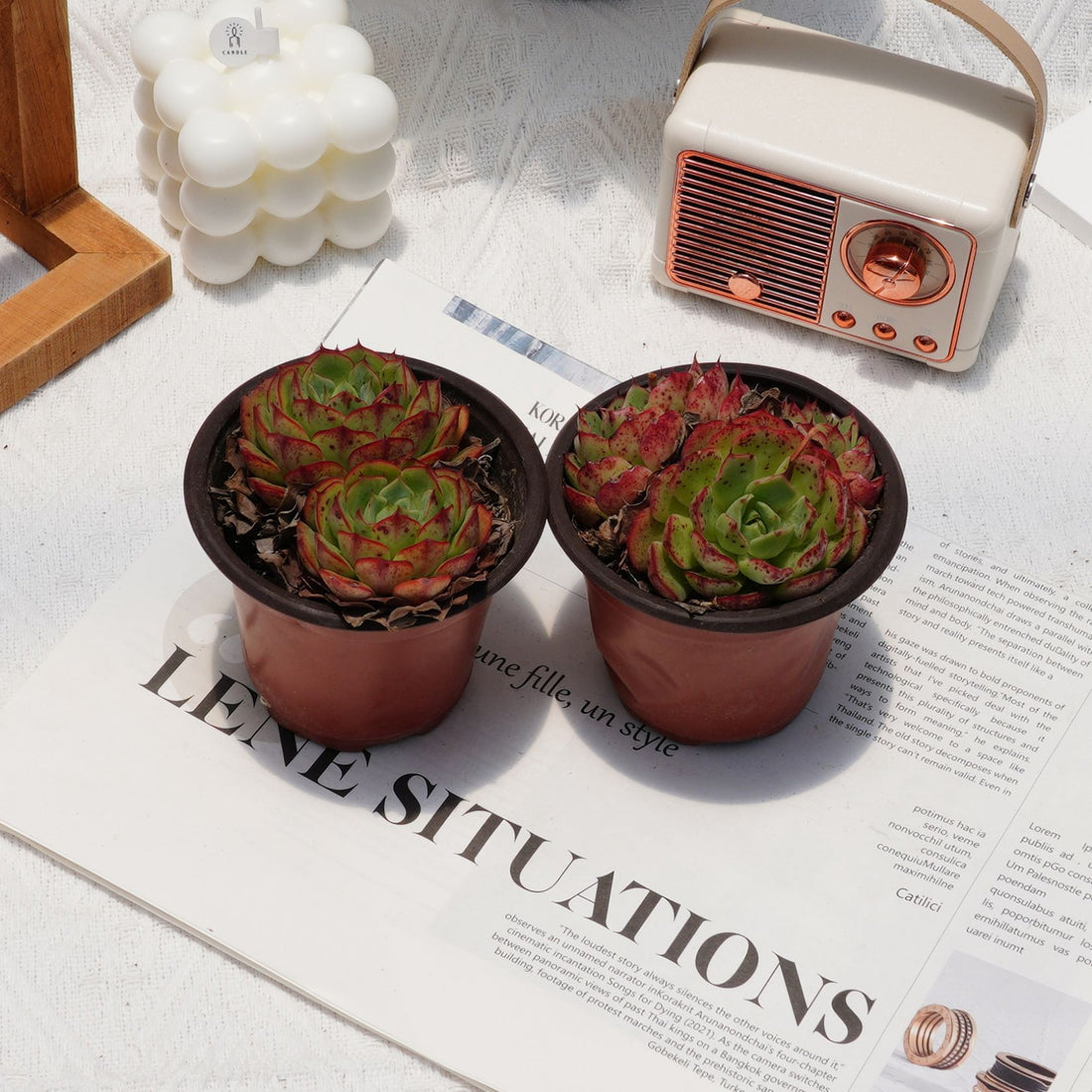 4'' Echeveria Love Fire, Rare Live Succulent Plants