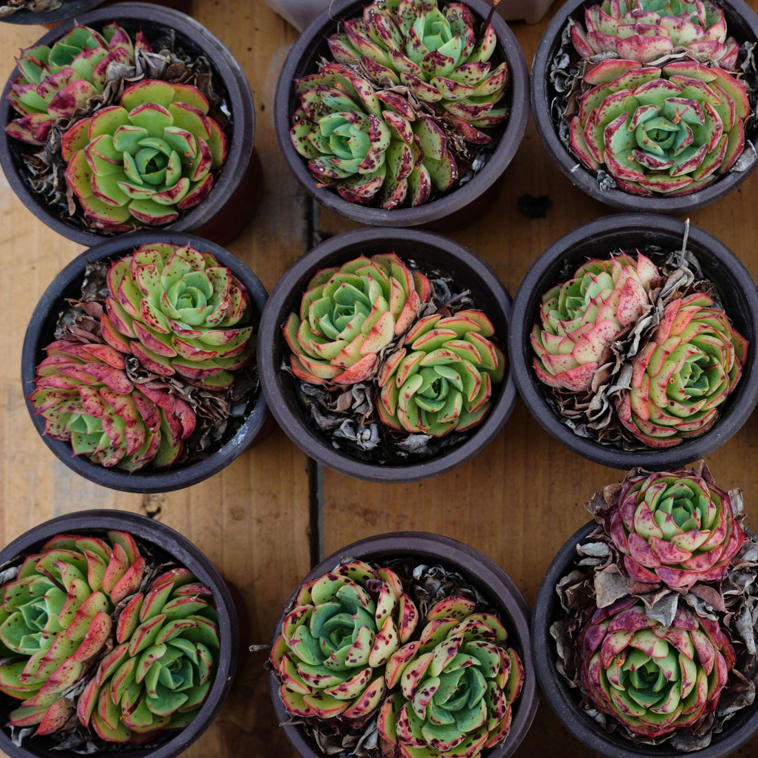 4'' Echeveria Love Fire, Rare Live Succulent Plants