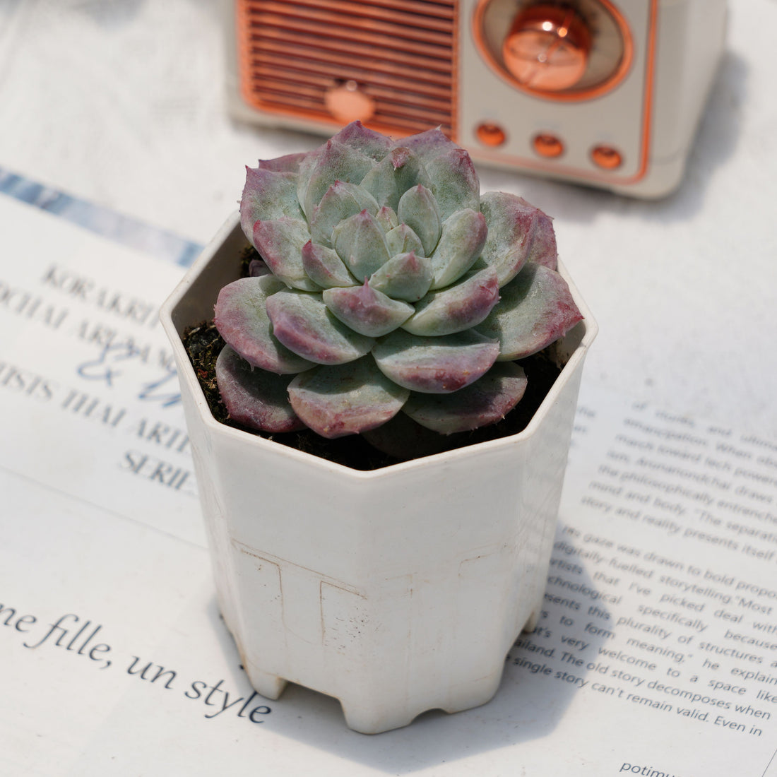 3'' Echeveria Bingdundun Monstrosus, Rare Live Succulent Plants