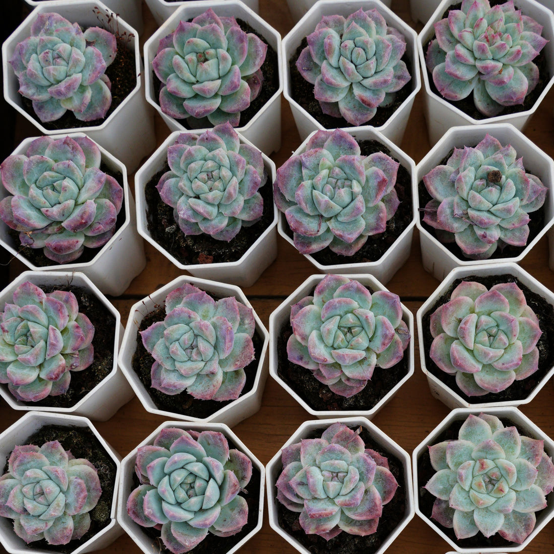 3'' Echeveria Bingdundun Monstrosus, Rare Live Succulent Plants