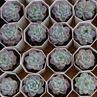 3'' Echeveria Bingdundun Monstrosus, Rare Live Succulent Plants