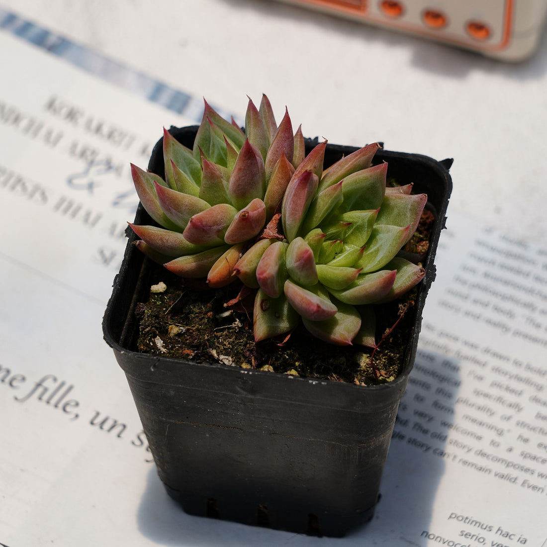 3'' Echeveria Snow Mountain Jenny, Rare Live Succulent Plants