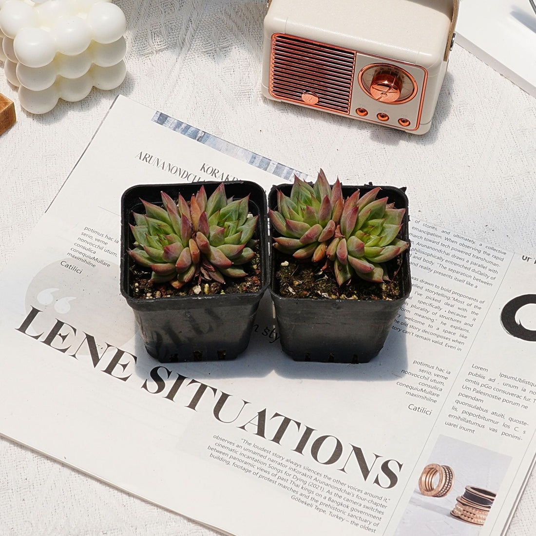 3'' Echeveria Snow Mountain Jenny, Rare Live Succulent Plants