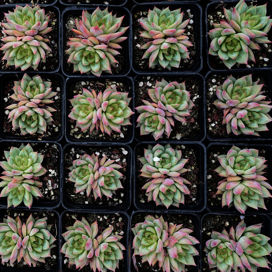 3'' Echeveria Snow Mountain Jenny, Rare Live Succulent Plants