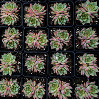 3'' Echeveria Snow Mountain Jenny, Rare Live Succulent Plants