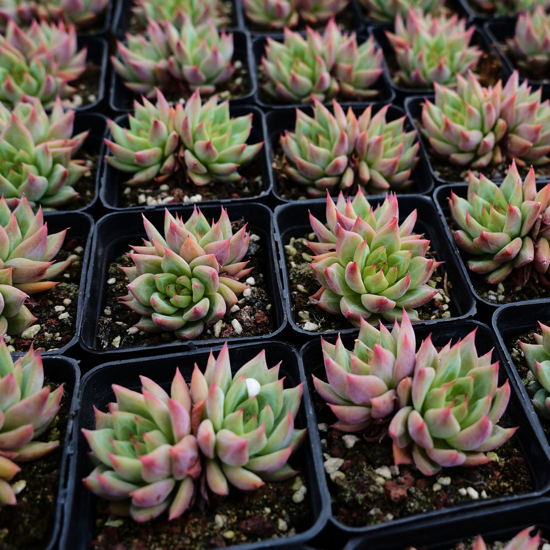 3'' Echeveria Snow Mountain Jenny, Rare Live Succulent Plants