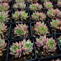 3'' Echeveria Snow Mountain Jenny, Rare Live Succulent Plants