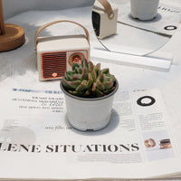 4'' Echeveria Green Monstrose, Rare Live Succulent Plants