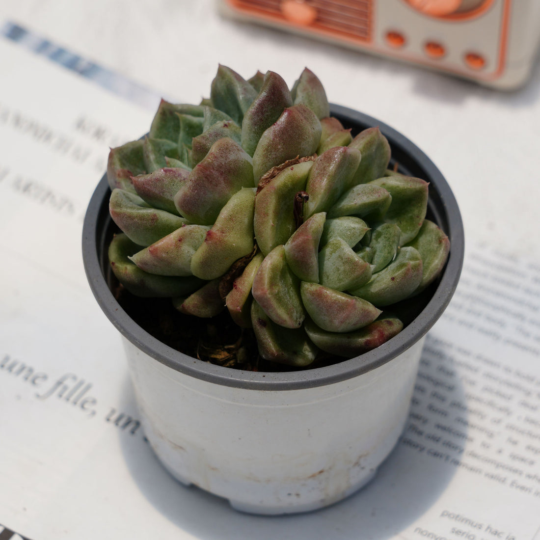 4'' Echeveria Green Monstrose, Rare Live Succulent Plants
