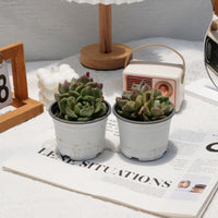 4'' Echeveria Green Monstrose, Rare Live Succulent Plants