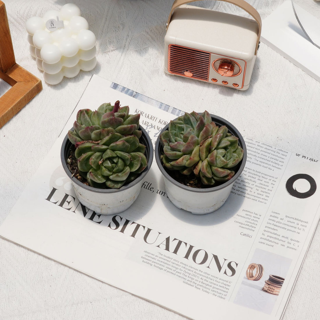 4'' Echeveria Green Monstrose, Rare Live Succulent Plants