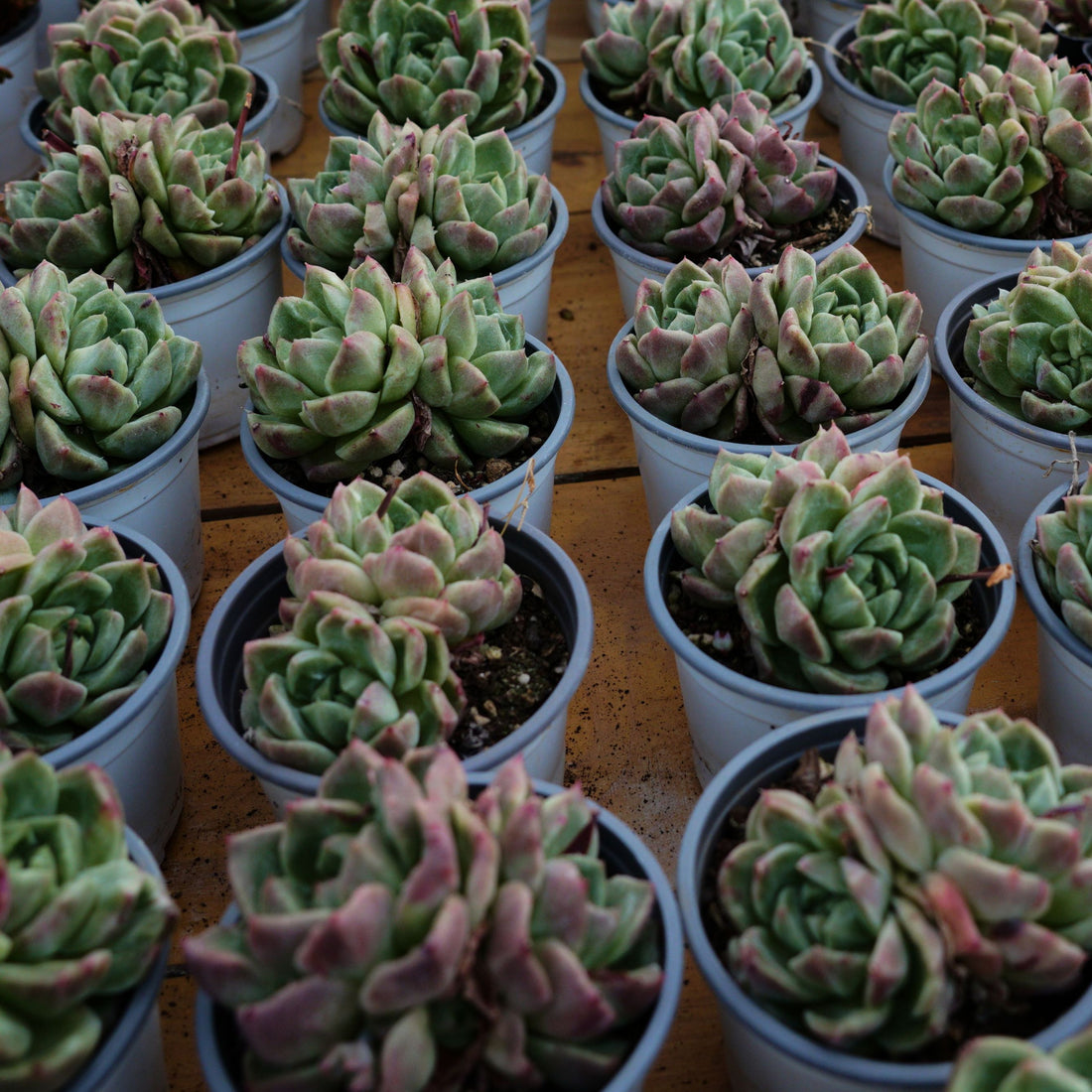 4'' Echeveria Green Monstrose, Rare Live Succulent Plants