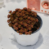4'' Aeonium Sedifolium, Rare Live Succulent Plants