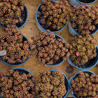 4'' Aeonium Sedifolium, Rare Live Succulent Plants